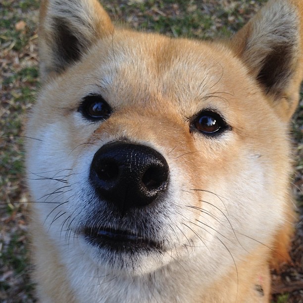 利物浦依靠高强度逼抢，逆转热刺震惊赛场，利物浦ⅴs热刺