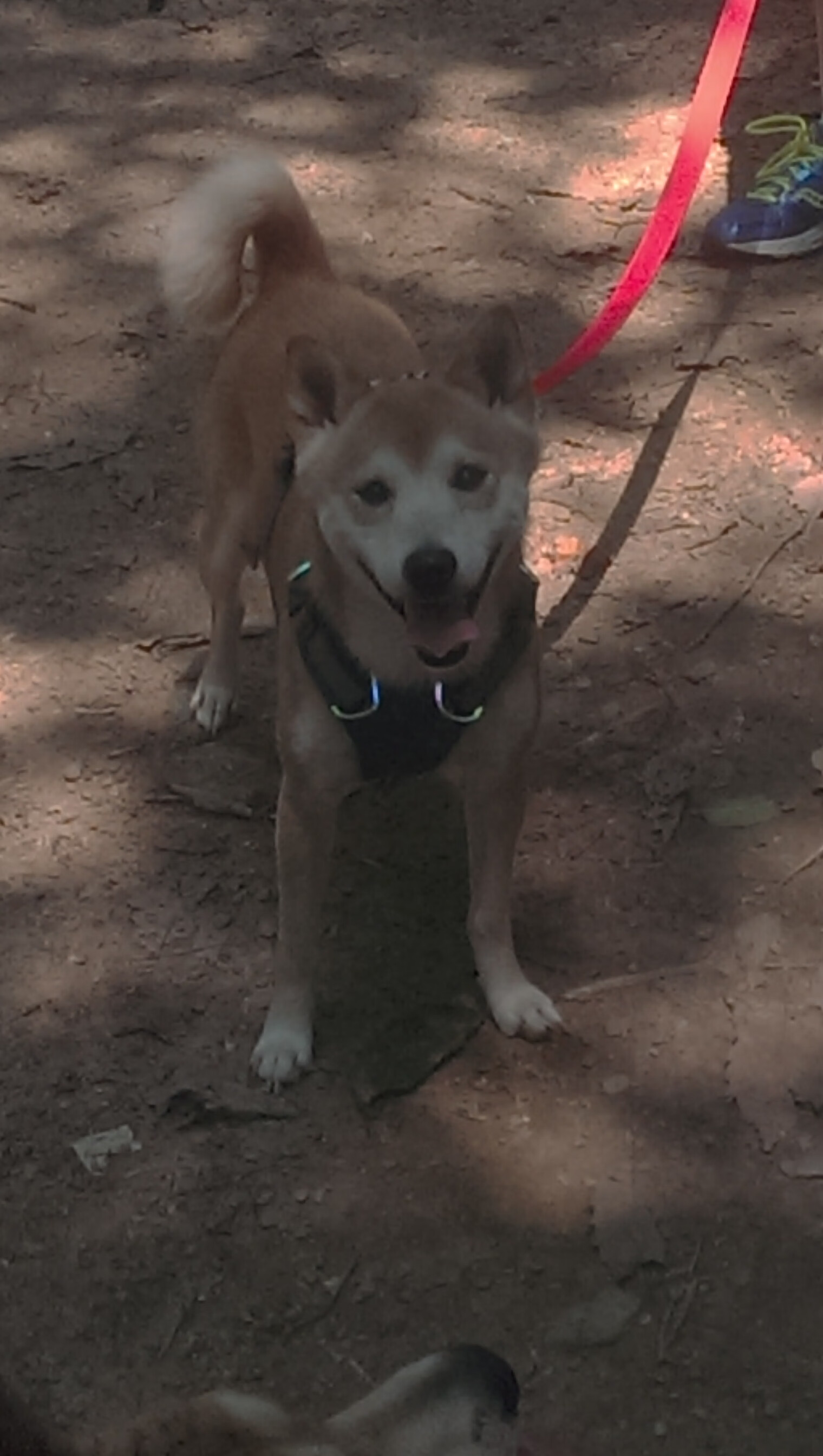 摩洛哥骑手阿米尔·本·哈桑在2024年巴黎奥运会三项赛中获得第20名，展现出色表现。