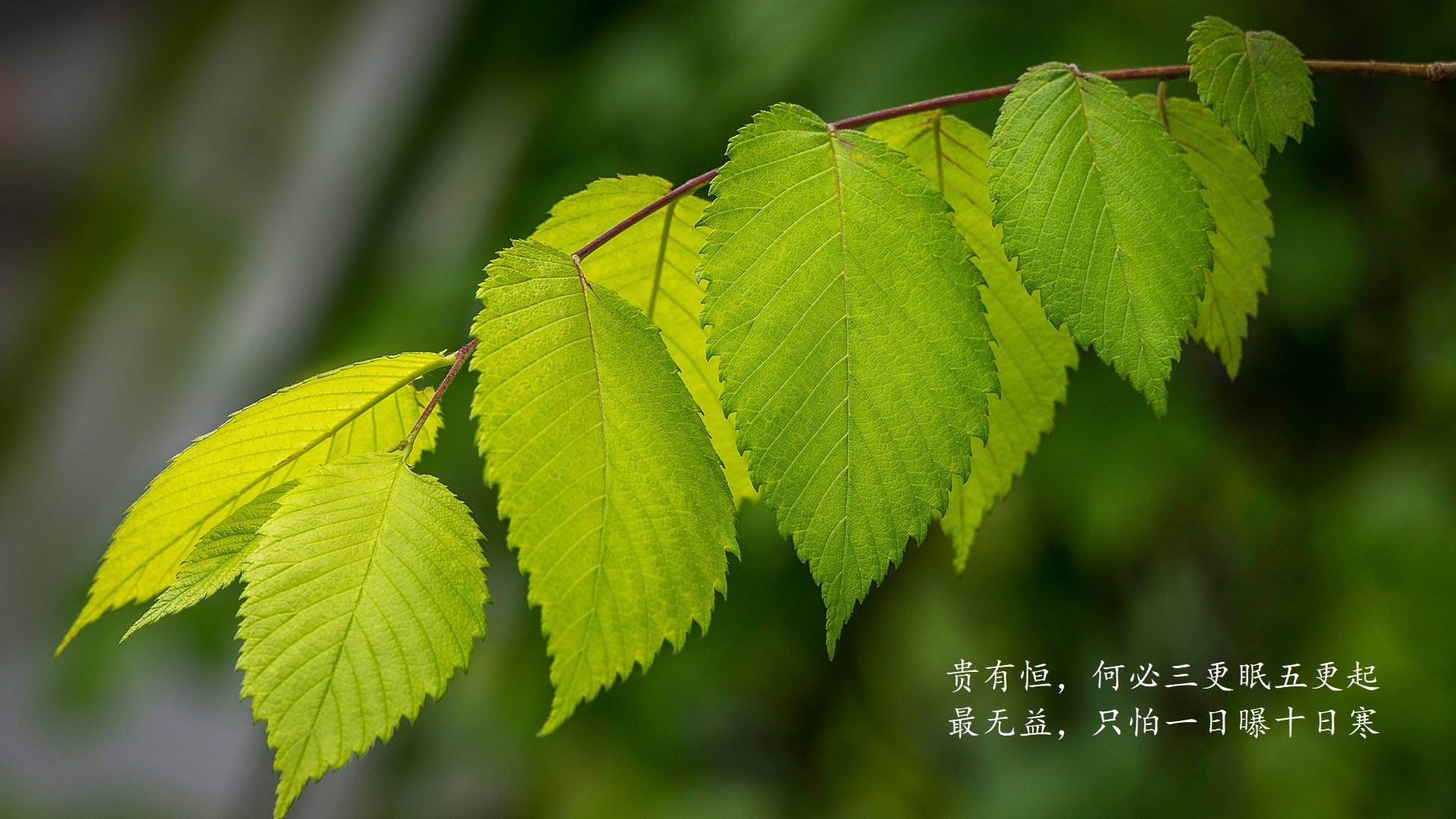 【电子裁判首次应用】全场视频判决带来的公正新纪元,电子裁判的优缺点